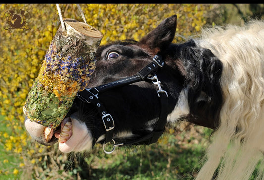 Knabberholz Spring Break Boxenbeschäftigung