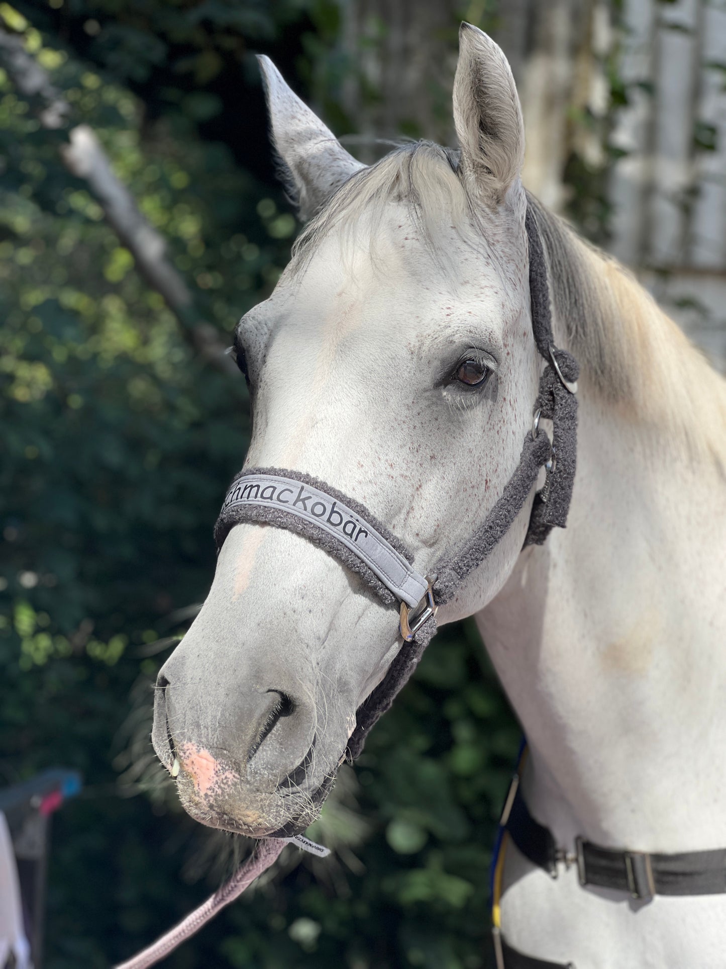 Plüschhalfter Stallhalfter